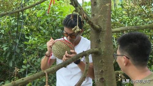国产榴莲种殖视频,科技赋能，甜蜜绽放